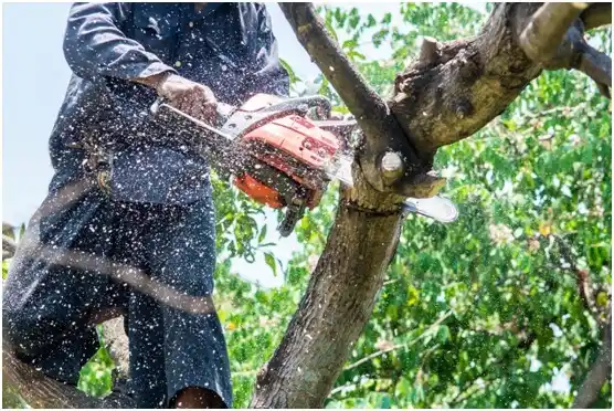 tree services Scottsville